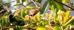 Moro Sphinx, le papillon colibri se délectant de fleurs de Chèvrefeuille- Juin 2014 - Fraysse B